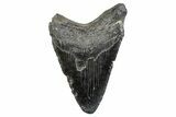 Fossil Megalodon Tooth - South Carolina #286494-1